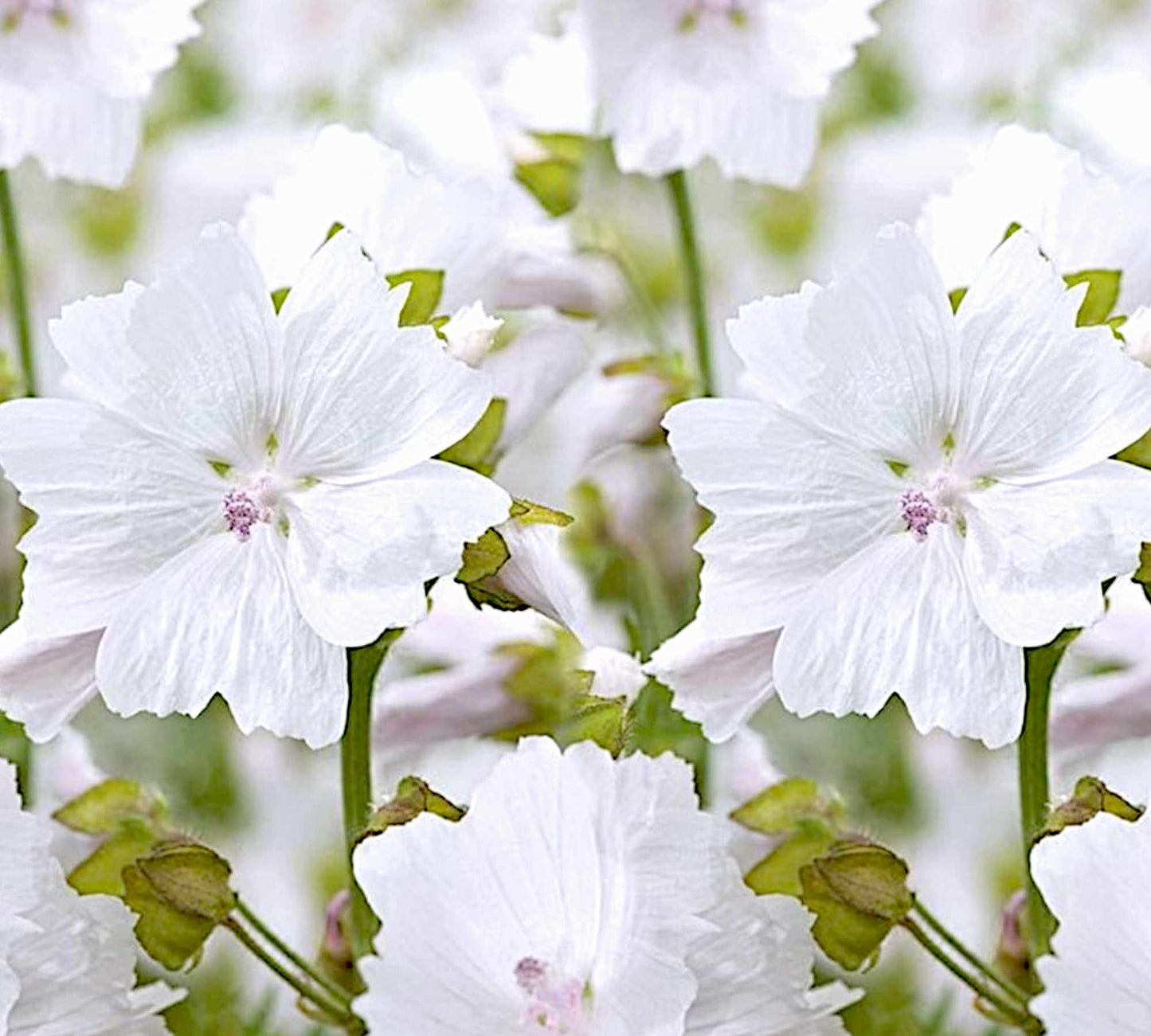 Winter Village - 170g