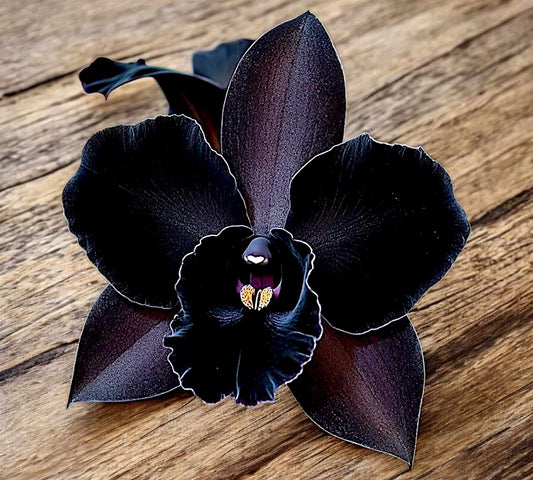 Black Orchid