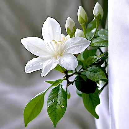 Midnight Bloom