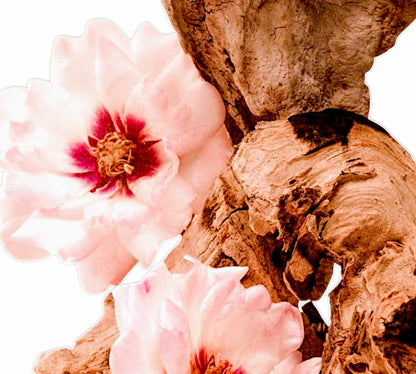 Jardin Rose - 170g