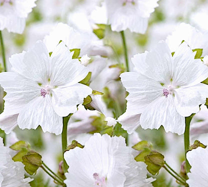 Lilac Breeze - 170g
